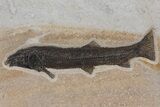 Uncommon Fossil Fish (Notogoneus) - Wyoming #299806-2